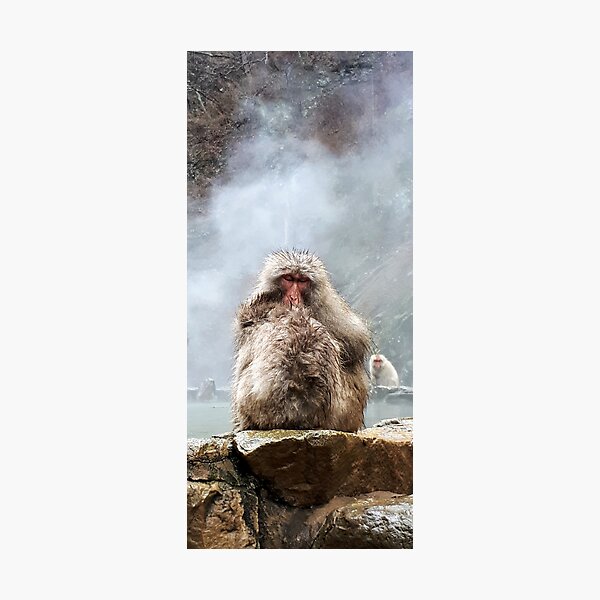 Japanese snow monkey Photographic Print