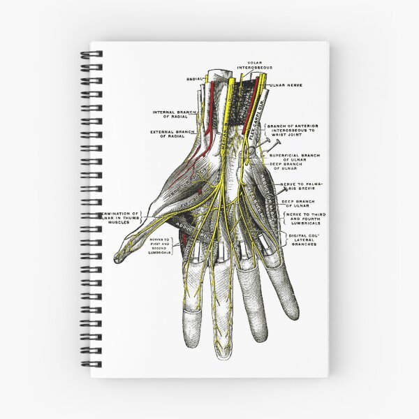 Item preview, Deep Palmer Nerves. (Volar interosseous) designed and sold by timothybeighton.