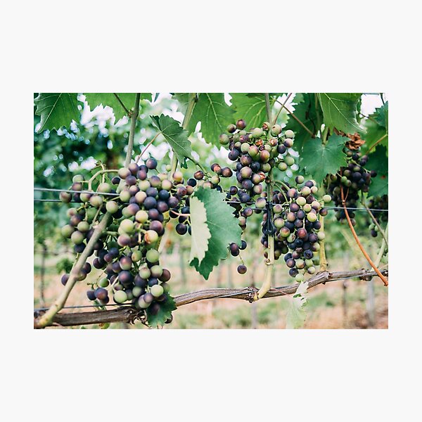 Item preview, Grapes on Grapevine Closeup designed and sold by ppolecho.