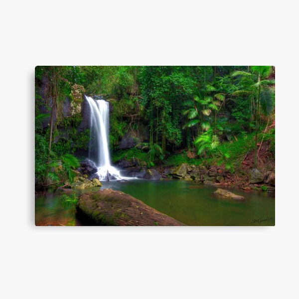 Curtis Falls - Tamborine Mountain Canvas Print