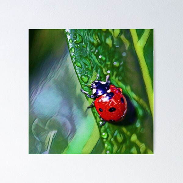 Coccinellidae Cocoon Posters for Sale Redbubble