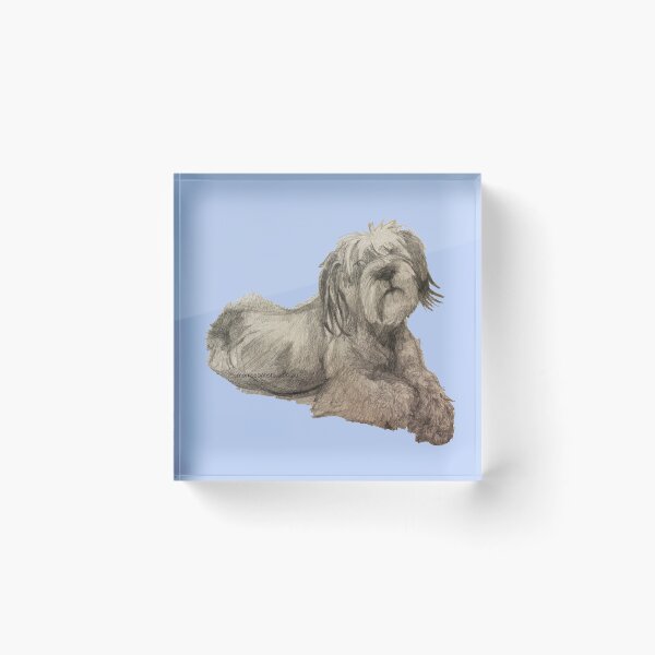 Item preview, Scruffy Dog looking at you, illustration original work designed and sold by MonicaArtist.