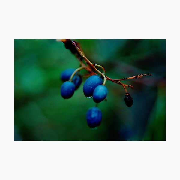 blueberry ash, Fraser Island Photographic Print