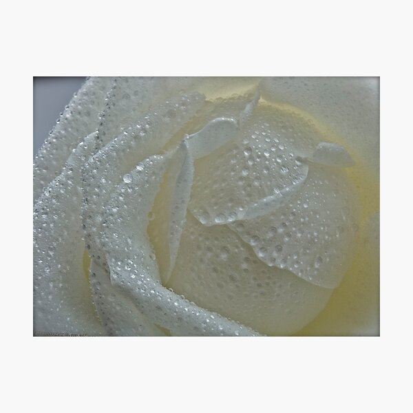 Aperçu de l'œuvre Pearly rose  courtesy to all my best friends. Exclusive tribute to RB Ladies by Brown Sugar. Views (656) Favs (7) Olala !!! Thank you so much !!! créée et vendue par © Andrzej Goszcz,M.D. Ph.D.