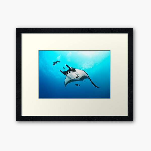Giant manta ray in the blue Framed Art Print