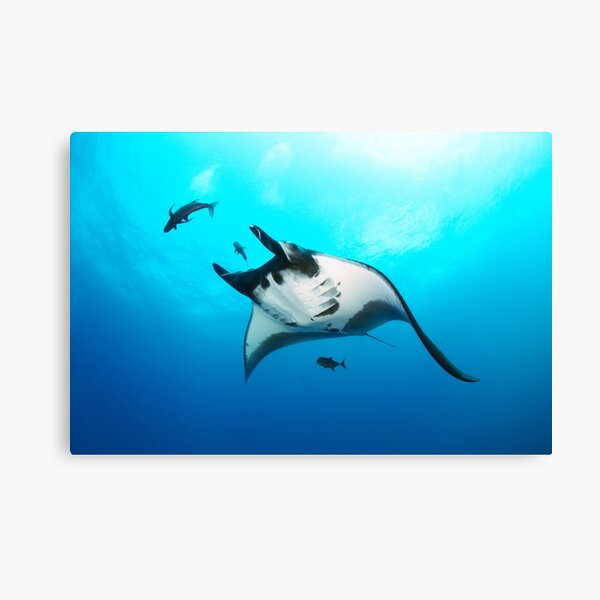 Giant manta ray in the blue Canvas Print