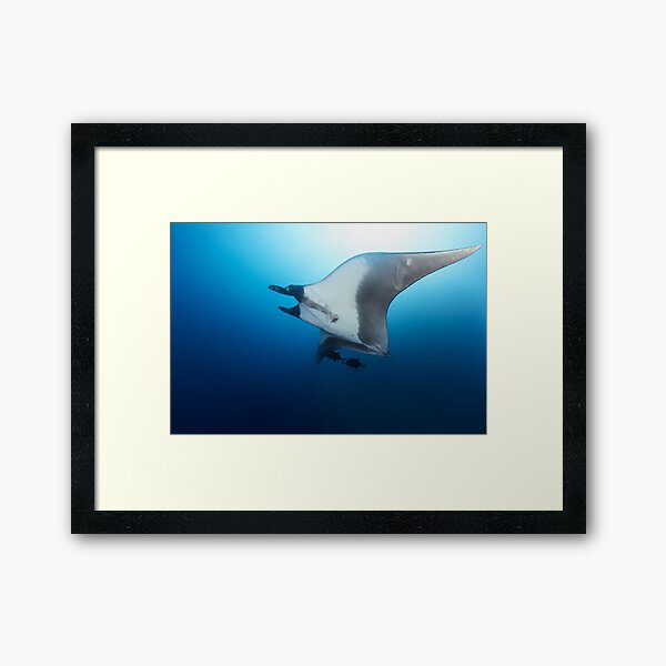 Giant manta ray in the blue Framed Art Print