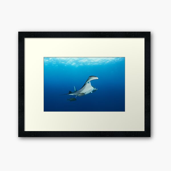 Giant manta ray in the blue Framed Art Print