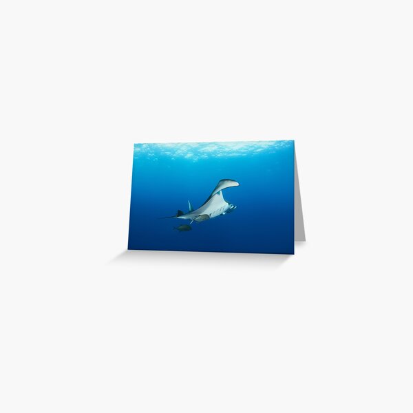 Giant manta ray in the blue Greeting Card
