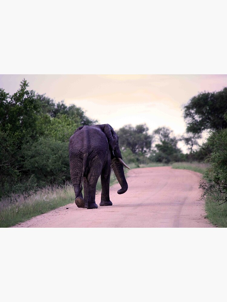 Elephant Walking Away Art Print Art Board Print By Gmcreates Redbubble