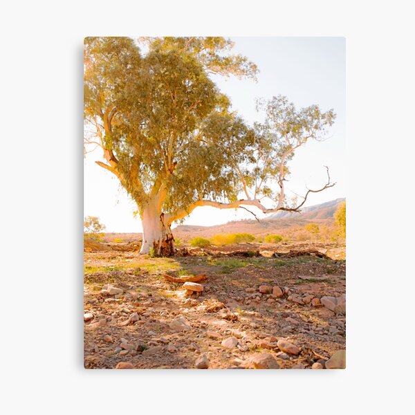 Item preview, Branching Out in the Flinders Ranges designed and sold by imaginethis.