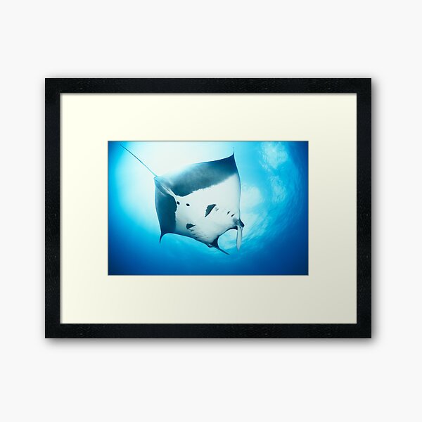 Vista previa del artículo con la obra «Manta raya gigante en el azul», diseñado y vendido por Natalia Pryanishnikova.