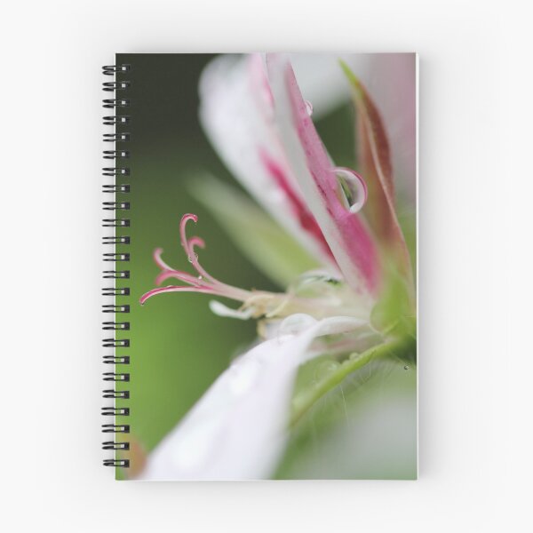 Item preview, Pelargonium designed and sold by ASTRID EWING.