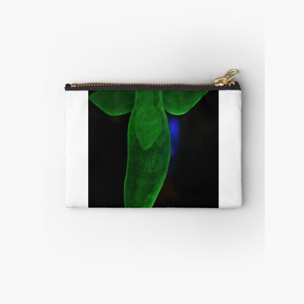 Item preview, Cilone Limacina (Sea Angel). Vladivostok Aquarium, Russia designed and sold by Igor Pozdnyakov.