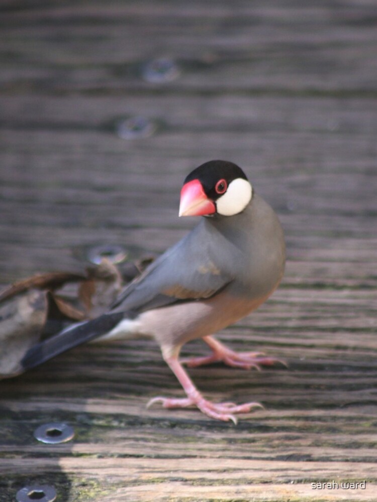 Thumbnail 5 of 5, iPhone Case, Java Sparrow designed and sold by sarahward.