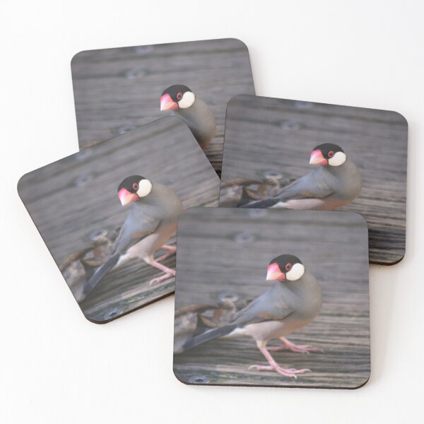 Item preview, Java Sparrow designed and sold by sarah ward.