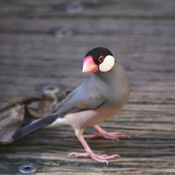 Artwork thumbnail, Java Sparrow by sarah ward