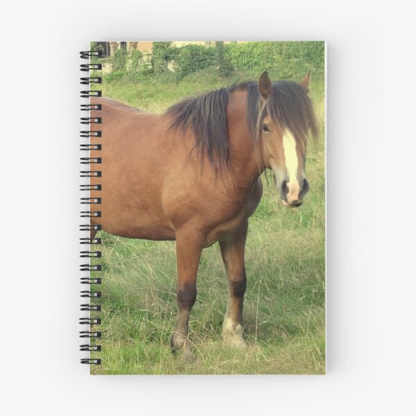 Item preview, A Horse in Llanfairfechan. designed and sold by Michael Haslam.