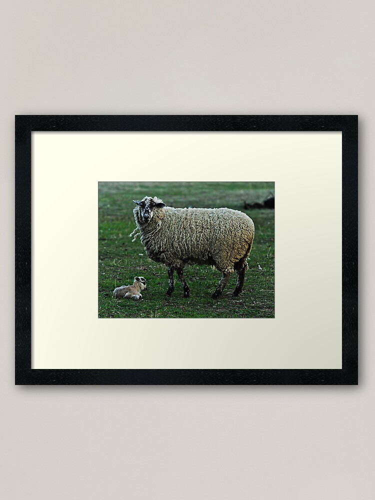 Alternate view of The Tinyest Lamb and Moma On Guard Framed Art Print