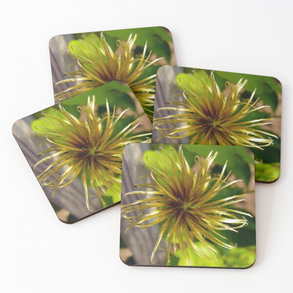 Item preview, Clematis Seed Pod designed and sold by Ladydi.