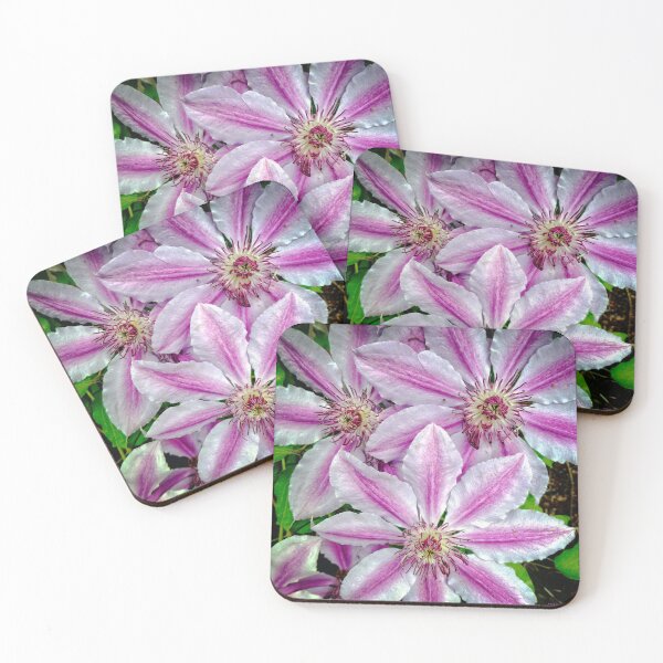 Item preview, Nelly Moser Clematis designed and sold by Ladydi.