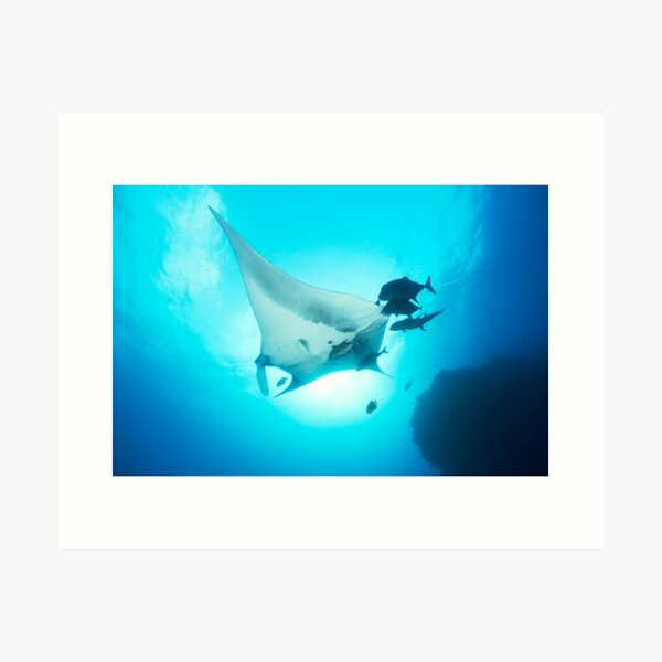 Vista previa del artículo con la obra «Manta raya gigante en el azul», diseñado y vendido por Natalia Pryanishnikova.