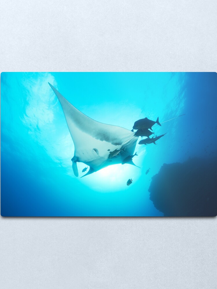 giant manta ray