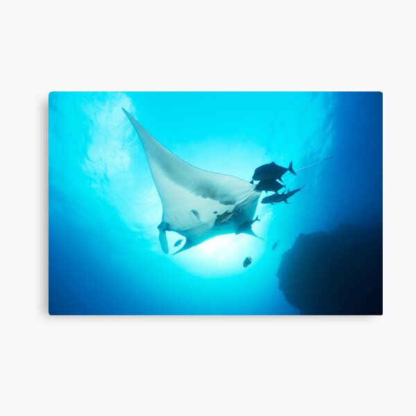 Giant manta ray in the blue Canvas Print