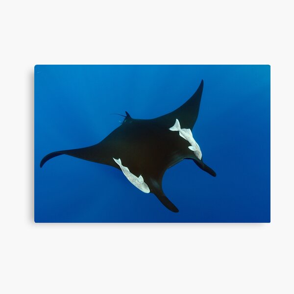 Giant manta ray in the blue Canvas Print