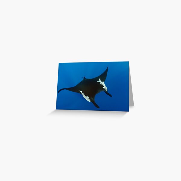 Giant manta ray in the blue Greeting Card