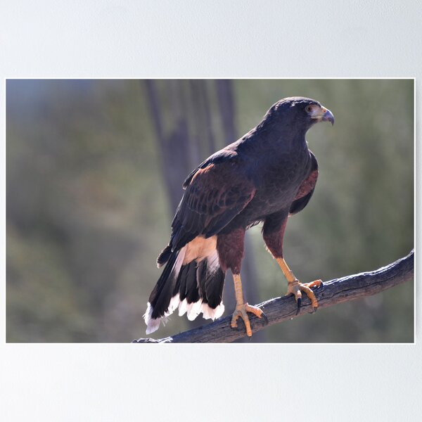 Artikelvorschau, The Harris Hawk entworfen und verkauft von Barbara Manis.