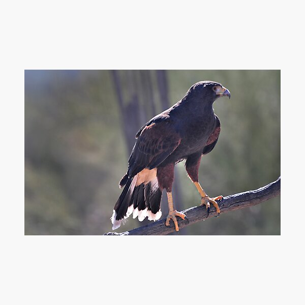 Artikelvorschau, The Harris Hawk entworfen und verkauft von Barbara Manis.