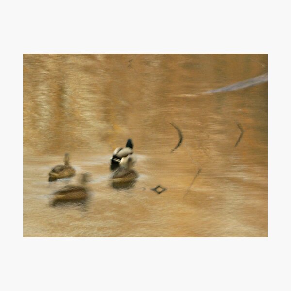 Item preview, Drake and Three Hens-The Slough Series designed and sold by hastypudding.