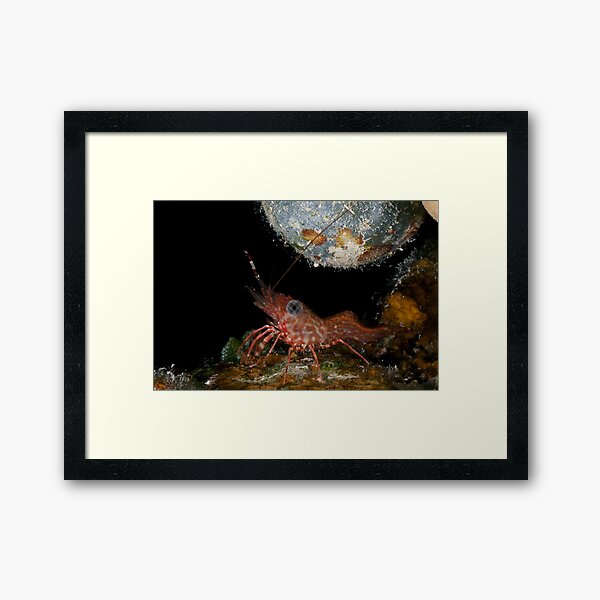 Tiny dancing shrimp in the rocks Framed Art Print