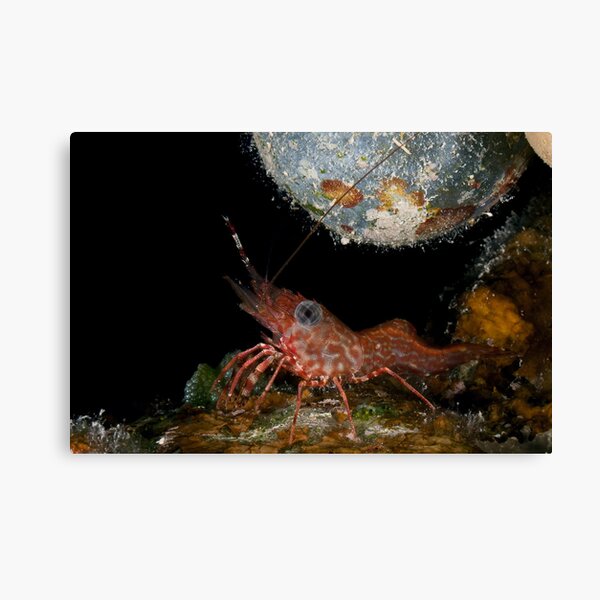 Tiny dancing shrimp in the rocks Canvas Print