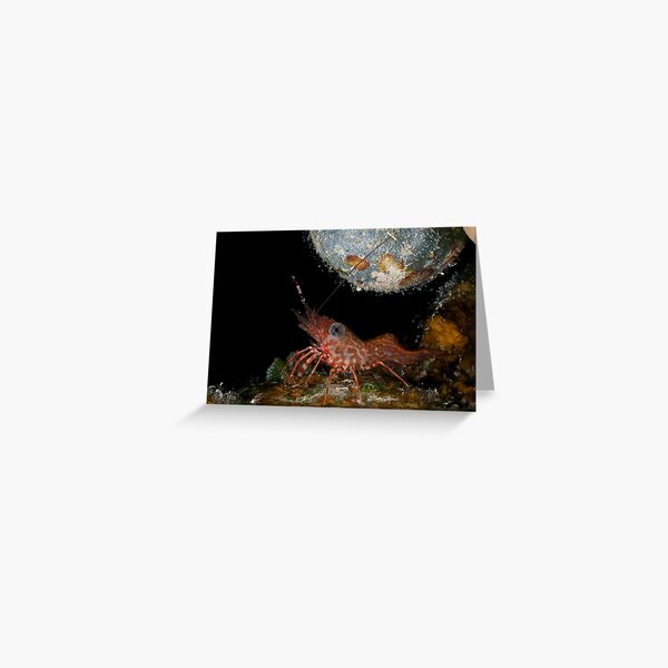 Tiny dancing shrimp in the rocks Greeting Card