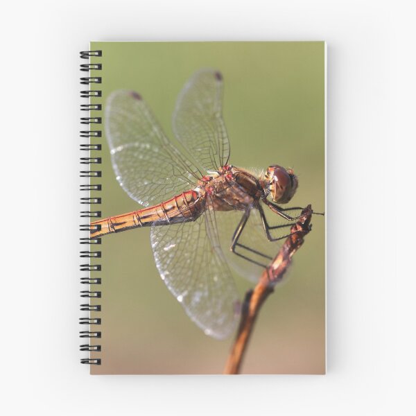 Item preview, Vagrant Darter designed and sold by cuprum.