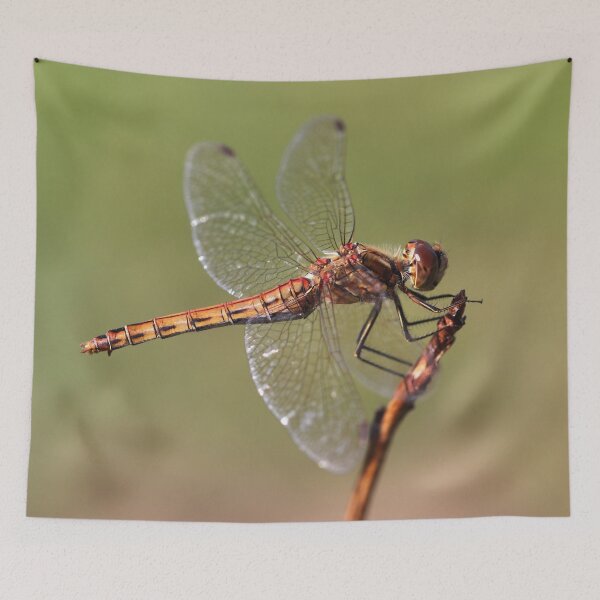 Item preview, Vagrant Darter designed and sold by cuprum.