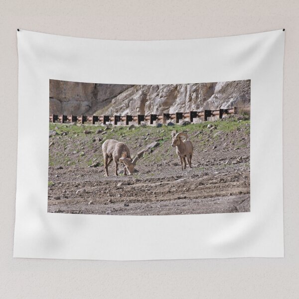 Item preview, Big Horn Sheep At Wolf Creek Pass Colorado designed and sold by jtrommer.