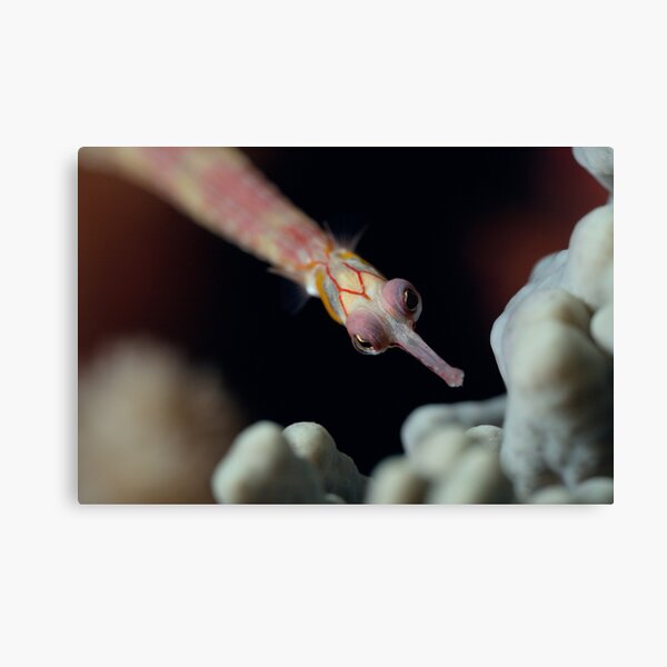 Needlefish portrait Canvas Print