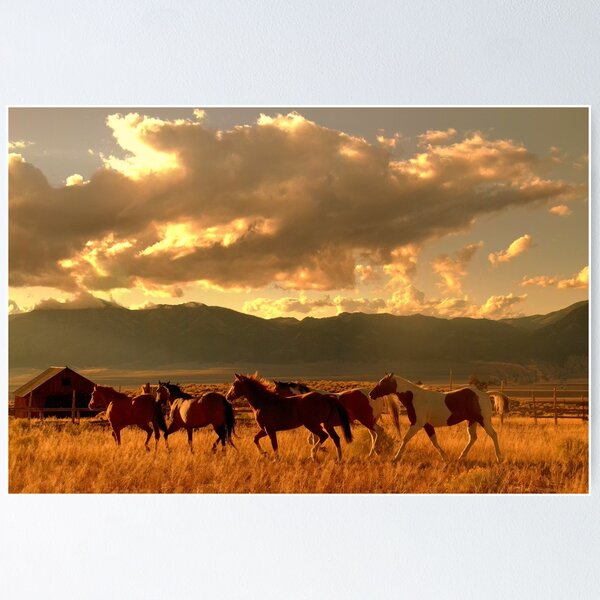 Race To The Barn  Poster