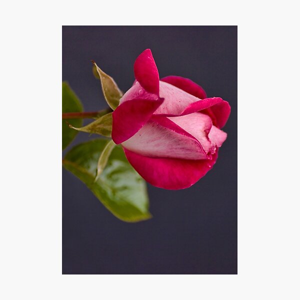Item preview, The Romance of the Rose  designed and sold by DIANE  FIFIELD.