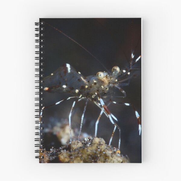 Item preview, Transparency designed and sold by Natalia Pryanishnikova.