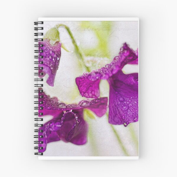Aperçu de l'œuvre Sweet Pea raindrops créée et vendue par DIANE  FIFIELD.