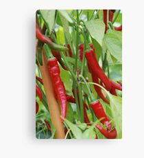 Red hot chilli Canvas Print