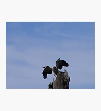 Whistling Kite - Bird & Animal Sanctuary, Lake Cargelligo NSW Photographic Print