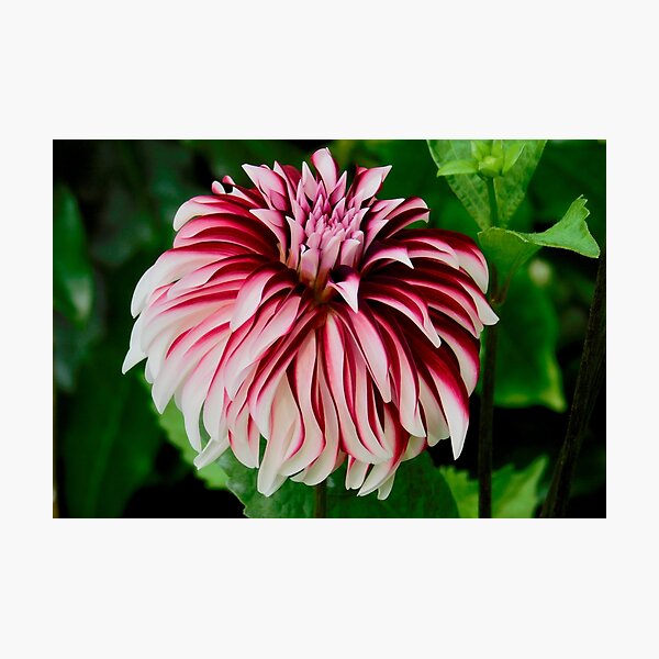 Beautiful Dahlia in Volunteer Park in Seattle, Washington. Photographic Print
