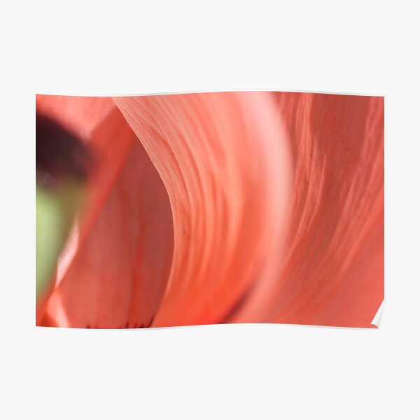 inside the poppy's heart! Poster