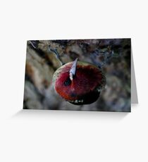 Red-Breasted-Sapsucker Greeting Card