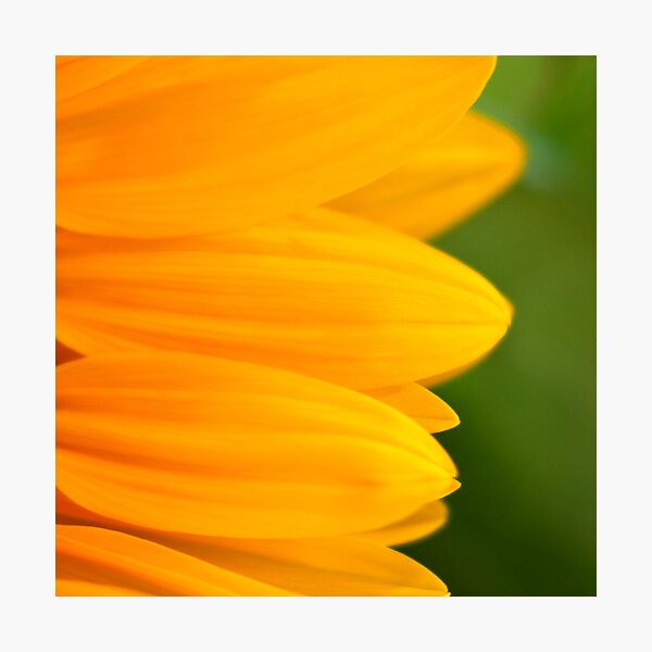 Item preview, Sunflower I designed and sold by siemsie.